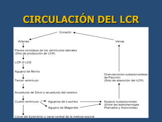 Semiologia del Sistema nervioso Doctor Mario Alberto Cruz umf 160 IMSS ...