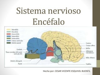 Sistema nervioso 
Encéfalo 
Hecho por: CESAR VICENTE ESQUIVEL BUENFIL 
 