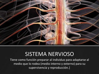 SISTEMA NERVIOSO
Tiene como función preparar al individuo para adaptarse al
medio que lo rodea (medio interno y externo) para su
supervivencia y reproducción.|
 