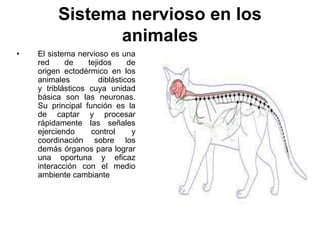 Sistema nervioso en los animales ,[object Object],[object Object]