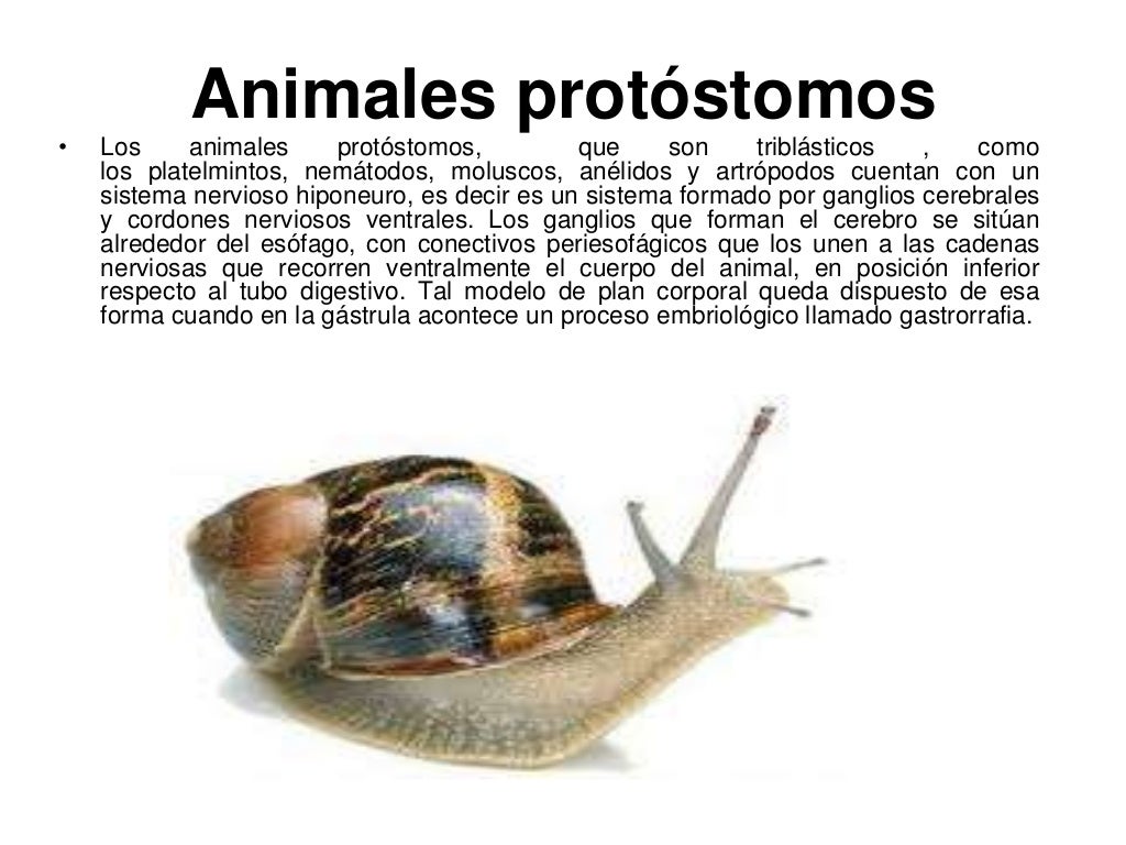Sistema nervioso en los animales