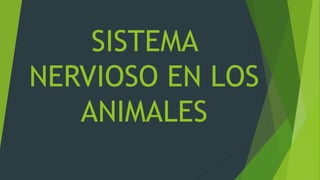 SISTEMA
NERVIOSO EN LOS
ANIMALES
 