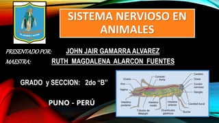 SISTEMA NERVIOSO EN
ANIMALES
PRESENTADOPOR: JOHN JAIR GAMARRA ALVAREZ
MAESTRA: RUTH MAGDALENA ALARCON FUENTES
GRADO y SECCION: 2do “B”
PUNO - PERÚ
 