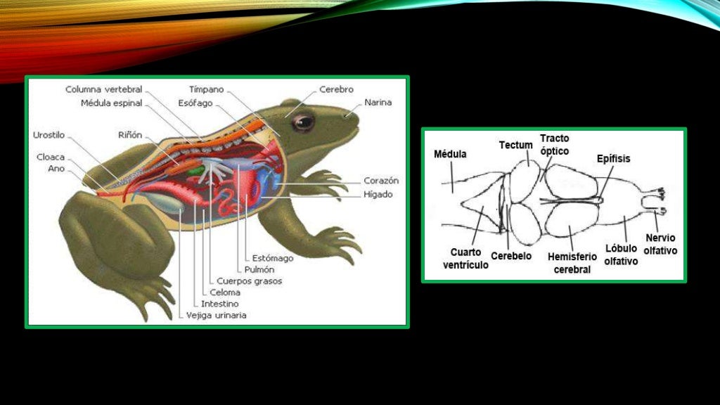Sistema nervioso en los animales