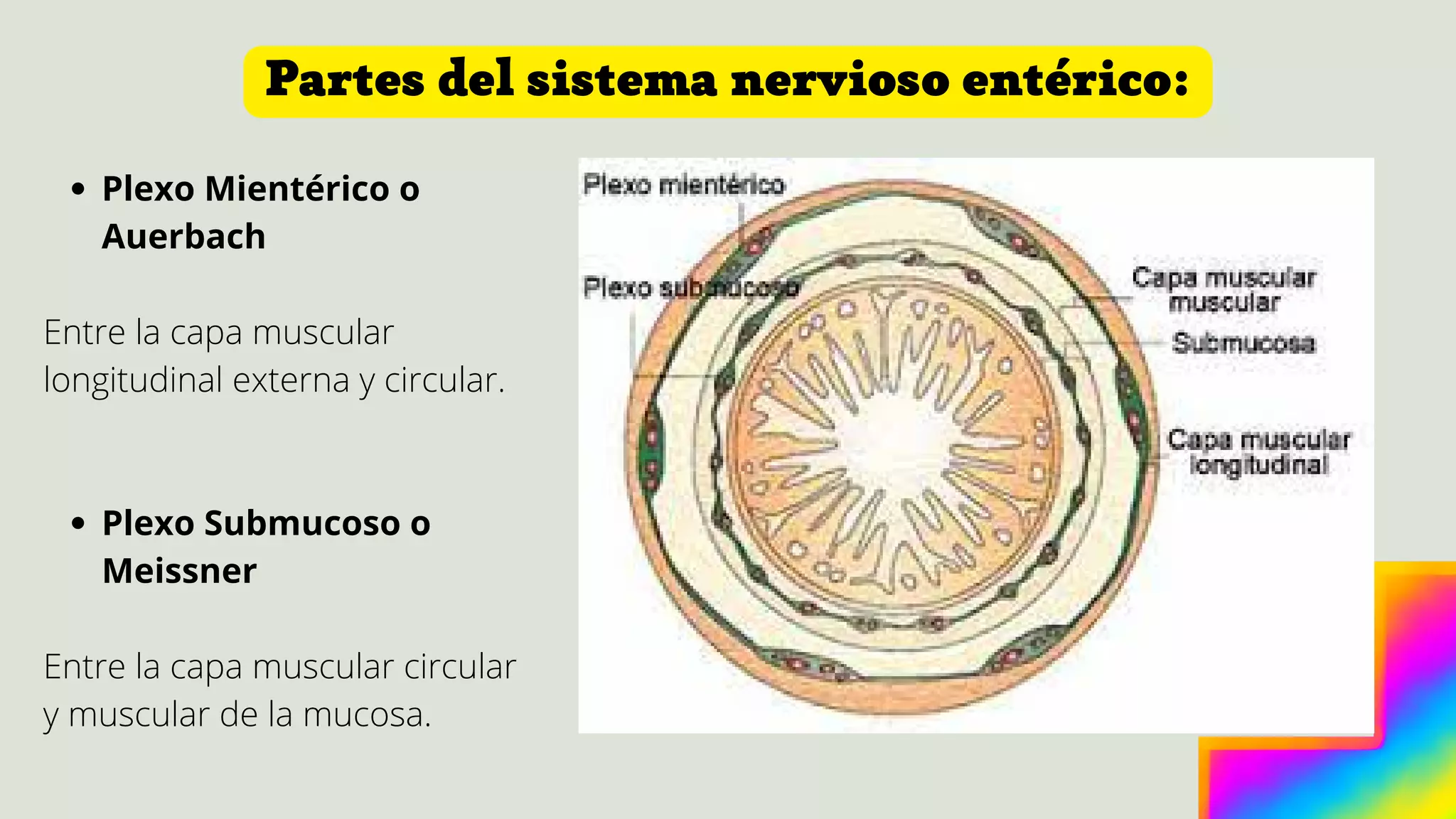 Sistema Nervioso Entérico.pdf