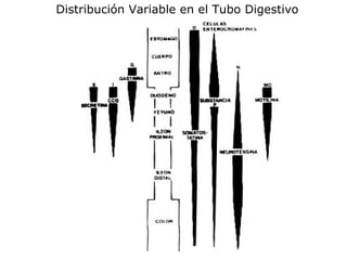 Distribución Variable en el Tubo Digestivo
 