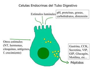 Estímulos luminales
Otros estímulos
(NT, hormonas,
citoquinas, antígenos,
f. crecimiento)
Péptidos
Celulas Endocrinas del Tubo Digestivo
pH, proteínas, grasas,
carbohidratos, distensión
Gastrina, CCK,
Secretina, VIP,
GIP, Glucagón,
Motilina, etc...
 