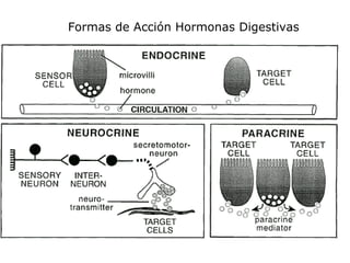 Formas de Acción Hormonas Digestivas
 