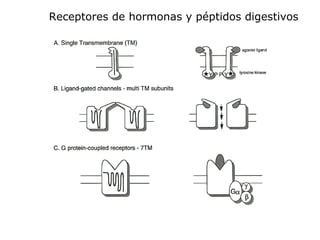 Receptores de hormonas y péptidos digestivos
 