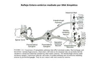 Reflejo Entero-entérico mediado por SNA Simpático
 