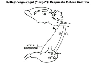 Reflejo Vago-vagal (“largo”): Respuesta Motora Gástrica
 
