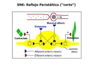 SNE: Reflejo Peristáltico (“corto”)
 