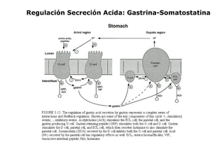 Regulación Secreción Acida: Gastrina-Somatostatina
 