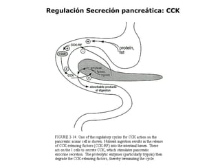 Regulación Secreción pancreática: CCK
 