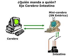 Cerebro
Mini-cerebro
(SN Entérico)
Intestino
¿Quién manda a quién?
Eje Cerebro-Intestino
 
