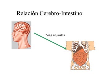 Relación Cerebro-Intestino
Vías neurales
 