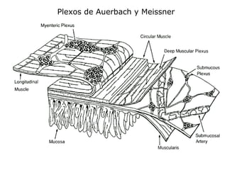 Plexos de Auerbach y Meissner
 