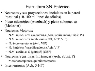 Estructura SN Entérico
• Neuronas y sus proyecciones, incluídas en la pared
intestinal (10-100 millones de células)
• Plexo mientérico (Auerbach) y plexo submucoso
(Meissner)
• Neuronas Motoras:
– N.M. musculares excitatorias (Ach, taquikininas, Subst. P.)
– N.M. musculares inhibitorias (NO, ATP, VIP)
– N. Secretomotoras (Ach, VIP)
– N. Entéricas Vasodilatadoras (Ach, VIP)
– N.M. a células G (¿otras?) (GRP)
• Neuronas Sensitivas Intrínsecas (Ach, Subst. P)
– Mecanoreceptores, quimioreceptores
• Interneuronas (Ach, 5-HT)
 