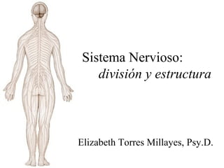Sistema Nervioso: división y estructura Elizabeth Torres Millayes, Psy.D. 
