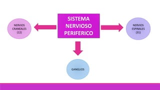 SISTEMA
NERVIOSO
PERIFERICO
NERVIOS
CRANEALES
(12)
NERVIOS
ESPINALES
(31)
GANGLIOS
 