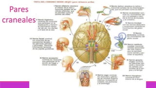 Pares
craneales
 