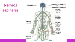 Nervios
espinales
 