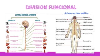 Sistema nervioso somático
 