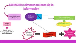 Corteza
cerebral
Donde tiene
mayor parte del
almacenamiento
Acumulación de la
información.
Recuerdos
acumulados
 