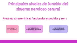Presenta características funcionales especiales y son :
NIVEL MEDULAR
NIVEL ENCEFALICO
INFERIOR O SUBCORTICAL
NIVEL ENCEFALICO
SUPERIOR O CORTICAL
 