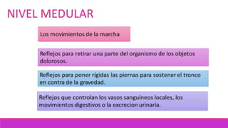 NIVEL MEDULAR
 