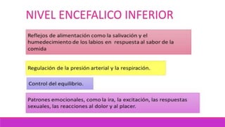 NIVEL ENCEFALICO INFERIOR
 