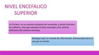 NIVEL ENCEFALICO
SUPERIOR
 