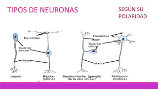 TIPOS DE NEURONAS SEGÚN SU
POLARIDAD
 