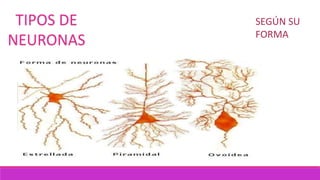TIPOS DE
NEURONAS
SEGÚN SU
FORMA
 
