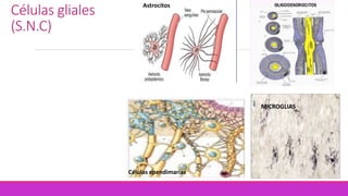 Células gliales
(S.N.C)
Células ependimarias
Astrocitos
MICROGLIAS
 