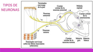 TIPOS DE
NEURONAS
 
