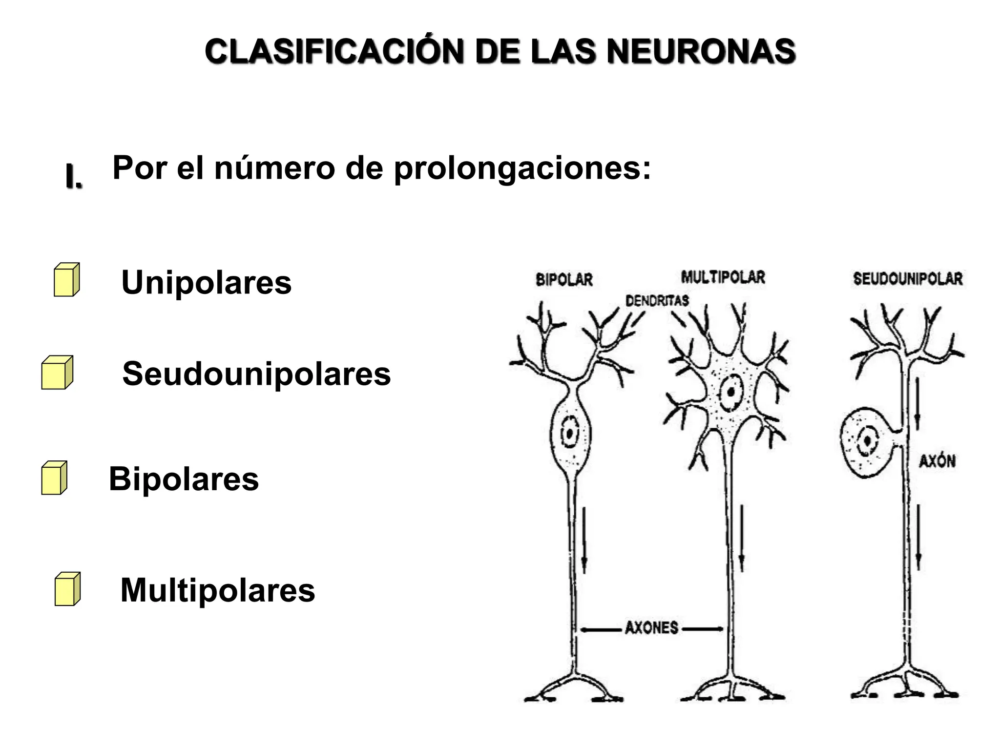 Snp Rv SISTEMA NERVIOSO GENERALIDADES Y SNP 26-1-2024.pptx
