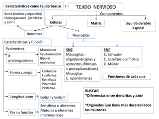 Snp Rv SISTEMA NERVIOSO GENERALIDADES Y SNP 26-1-2024.pptx