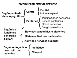 Snp Rv SISTEMA NERVIOSO GENERALIDADES Y SNP 26-1-2024.pptx
