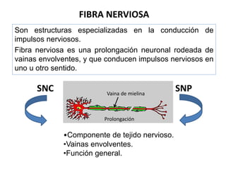 Snp Rv SISTEMA NERVIOSO GENERALIDADES Y SNP 26-1-2024.pptx