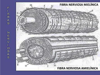Snp Rv SISTEMA NERVIOSO GENERALIDADES Y SNP 26-1-2024.pptx