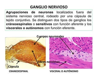 Snp Rv SISTEMA NERVIOSO GENERALIDADES Y SNP 26-1-2024.pptx