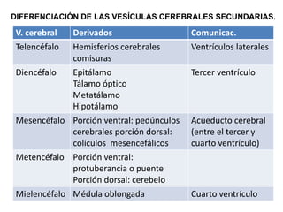 Snp Rv SISTEMA NERVIOSO GENERALIDADES Y SNP 26-1-2024.pptx