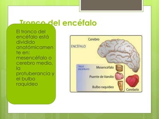 Tronco del encéfalo
 El tronco del
encéfalo está
dividido
anatómicamen
te en:
mesencéfalo o
cerebro medio,
la
protuberancia y
el bulbo
raquídeo
 