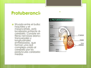 Protuberancia o puente
 Situada entre el bulbo
raquídeo y el
mesencéfalo, está
localizada enfrente del
cerebelo. Consiste en
fibras nerviosas blancas
transversales y
longitudinales
entrelazadas, que
forman una red
compleja unida al
cerebelo por los
pedúnculos cerebelosos
medios
 
