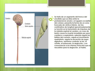 Bulbo Raquídeo:
 Se trata de un segmento del tronco del
encéfalo que se sitúa entre la
protuberancia anular y el agujero occipital
del cráneo; presenta la forma de un cono
truncado de vértice inferior, de tres
centímetros de longitud aproximadamente.
su función es la transmisión de impulsos de
la médula espinal al cerebro, en caso de
lesión causa la muerte inmediata por paro
cardiaco o respiratorio; además regula los
latidos del corazón, regula el movimiento
respiratorio, regula la secreción de jugos
digestivos, asimismo controla: la tos, el
vómito, el estornudo, la deglución, y en
consonancia a los mismos músculos que se
necesitan para la deglución, al habla.
 