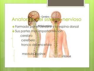 Anatomia del sistema nervioso
 Formado por el cerebro y la espina dorsal
 Sus partes mas importantes son
cerebro
cerebelo
tronco del encefalo
medula espinal
 
