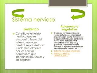 Sistema nervioso
periferico
 Constituye el tejido
nervioso que se
encuentra fuera del
sistema nervioso
central, representado
fundamentalmente
por los nervios
perefericos que
inervan los musculos y
los organos
Autonomo o
vegetativo
 El sistema nervioso autónomo
regula las funciones internas del
organismo con objeto de mantener
el equilibrio fisiológico. Controla la
mayor parte de la actividad
involuntaria de los órganos y
glándulas, tales como el ritmo
cardíaco, la digestión o la secreción
de hormonas se clasifica en:
 Sistema nervioso simpático
 Sistema nervioso
parasimpatico
 