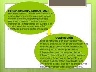 SISTEMA NERVIOSO CENTRAL (SNC)
El sistema nervioso central es una estructura
extraordinarimente compleja que recoge
millones de estímulos por segundo que
procesa y memoriza continuamente,
adaptando las respuestas del cuerpo a las
condiciones internas o externas. Está
constituído por siete partes principales
CONSTITUCIÓN
Está constituido por el encéfalo y la
médula espinal. Están protegidos por tres
membranas: duramadre (membrana
externa), aracnoides (membrana
intermedia), piamadre (membrana
interna) denominadas genéricamente
meninges. Además, el encéfalo y la
médula espinal están protegidos por
envolturas óseas, que son el cráneo, y la
columna vertebral respectivamente.
 