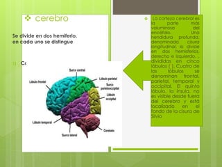  La corteza cerebral es
la parte más
voluminosa del
encéfalo. Una
hendidura profunda,
denominada cisura
longitudinal, lo divide
en dos hemisferios,
derecho e izquierdo. ,
divididas en cinco
lóbulos (*). Cuatro de
los lóbulos se
denominan frontal,
parietal, temporal y
occipital. El quinto
lóbulo, la ínsula, no
es visible desde fuera
del cerebro y está
localizado en el
fondo de la cisura de
Silvio
 cerebro
Se divide en dos hemiferio,
en cada uno se distingue
1) Corteza cerebral
 